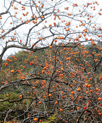 �׷�����ӽ�