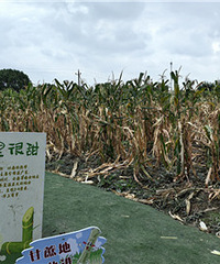 �������δ��ظ���