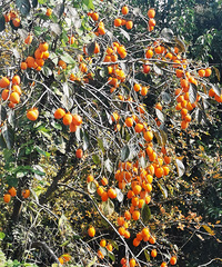 ϲ������