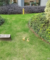 ��ӳ�ɽ���������ѣ��ݵ��ϵ�С¹�����ƻ�û���¡���