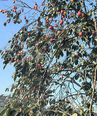 ���Ӻ��ˣ������ŵ����������ζ