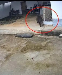 �ٷ�ȷ�ϣ���Ϯ���Ѳ��������������������Ƕ��֣��ֳ������ع�