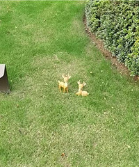 ��ӳ�ɽ����