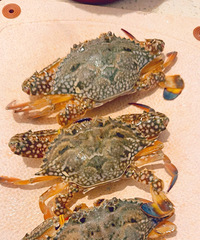 ��֪����ʲôз68һ���һ����Ϻ