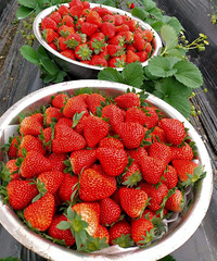 95�꽷���������廧�����ϸ���г��з���������25+