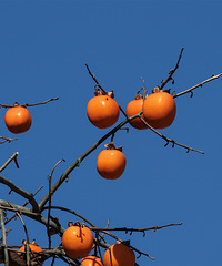 ���Ӻ���