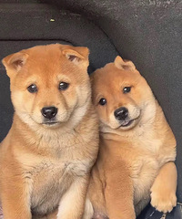 ̨�ݱ�����û�д��ֵ�С��԰Ȯ