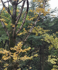 ϱ�������ŷ���СĦ���ˣ����Ϲ�����δ�����