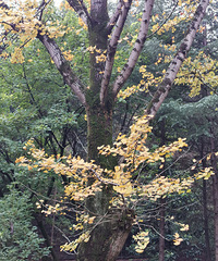 ϱ�������ŷ���СĦ���ˣ����Ϲ�����δ�����