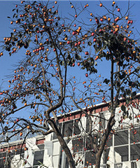 ��Ů��ȥ��Ұժ����