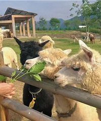 һֻ���ն��Ǽ�ʮ���ϰ���һֻ��