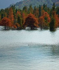 ���һ��ȥ��̶����������