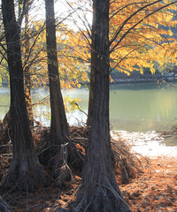 [������]����ɽ��԰�������۷���