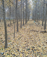 һ��Ƭ������