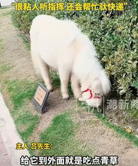 Ů��ϲ��С�����򣬰ְֻ�6���Ů������һƥС��