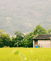 ��壺һ����ĩ����Ӱ��һ�������ɫ��