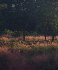 �����ʪ�ع�԰