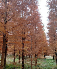 ˽������87��δ���С������ȶ���ʵ���֡�