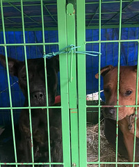 ƵƵ��ɽ����̨����Ӧ������