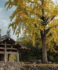 ������Ӱ�����ĺõط�