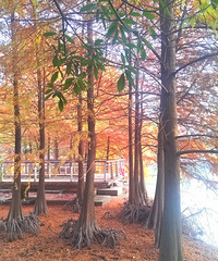 ����ɽ��԰�ĺ�����