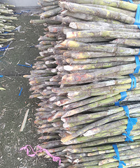 15��һ��ĺ�����20��һ������������