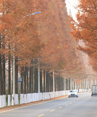 ̨��������幫·