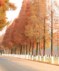 ̨��������幫·