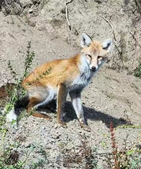 ��ֻ�����羫�鴳�����������Ӽ����������