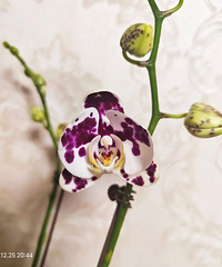 ��׵�һ�俪���ĺ�����