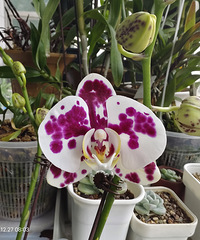 ��׵�һ�俪���ĺ�����