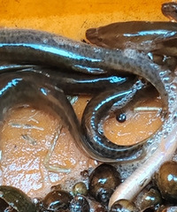 �����ˣ���������Խ��Խ����