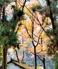 �ŷ���ɫ�������ſڵķ羰