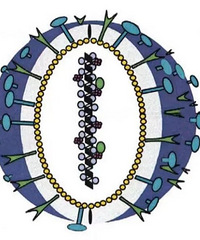 ���������ƣ�HMPV�������ڣ��ձ��׸У�