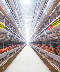 110����̨������Ҫ���㶫��󵰼���ֳ����