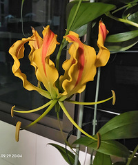 �����ٺϴ������