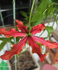 �����ٺϴ������