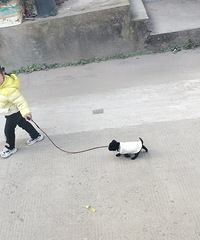 �����ﵽ���ˣ���һֻС�ڹ������ĺܿɰ�