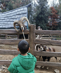 ���Ĵ�ȥ̨��Ұ������԰Ͷι