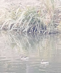 ��̬������ã�С���ﲻ֪����Ұ��Ҳ�����