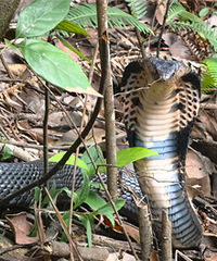 ��ţƺ��������������������۾���