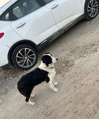 2000��л����������Ÿ�����ʧһֻ����˭�п���û