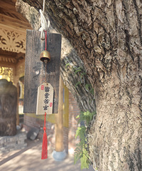 ɽ��÷����ʢ��