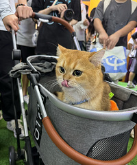 92��·������ͨ�ϰ��壬���30+���з��г�