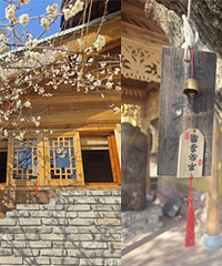 ɽ��÷����ʢ��