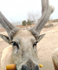 ���޴��л���¹԰�����˰˾Ž���ܲ�������ι����