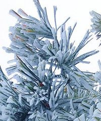 ���硰��ѩ���硱���㽭��̨ɽ����ӭ�������׳���ڡ��ۣ�