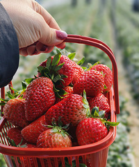 ���´����ޡ�����Ŀ����ǲ�ݮζ��