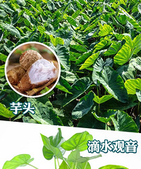 ̨����������ͬʱ�ж����ܶ��˼����У�������Чҩ