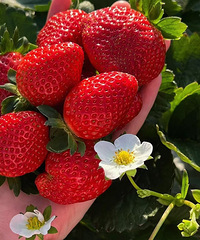 ��Ȼ��ժ��������Ȥ��������ԣ���ݮ����ģ�һ����̫�ɰ���